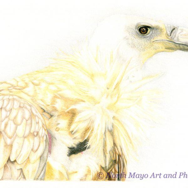 Conscious Crafties Limited Edition print of original coloured pencil drawing 'Vulture'
