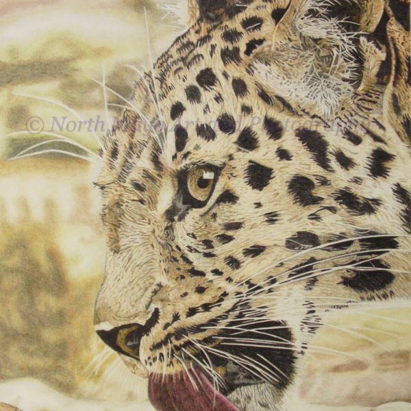 Limited Edition print of original coloured pencil drawing 'Thirsty Leopard'