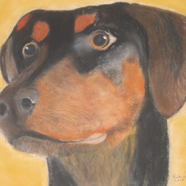 Doberman Dog Pastel Portrait Commission