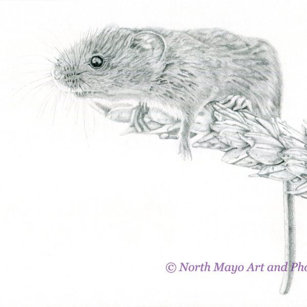 Limited Edition prints of the original graphite drawing 'George the Mouse'