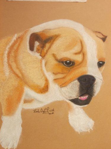 Boxer Dog Pastel Portrait Commission