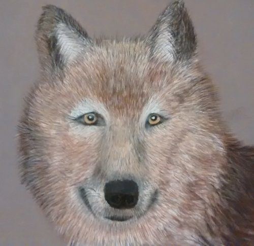 Brown Wolf drawing painting