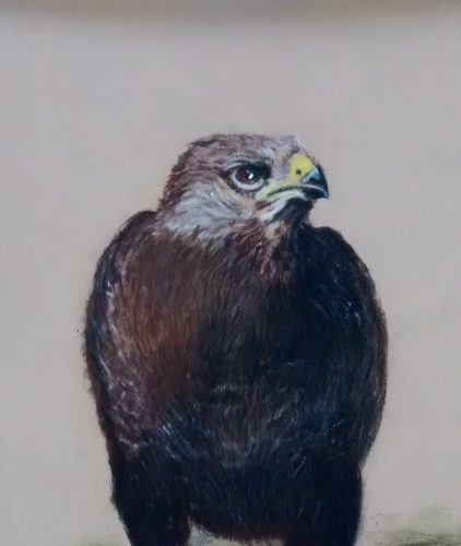 Buzzard drawing painting