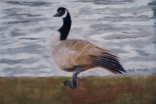 Canada Goose drawing painting