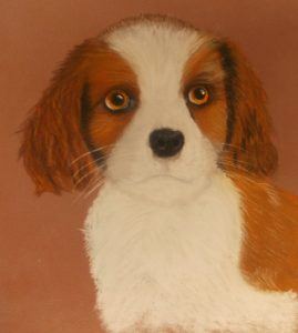 Cavalier dog portrait sketch drawing