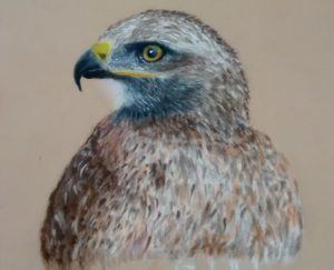 Falcon pastels drawing portrait picture