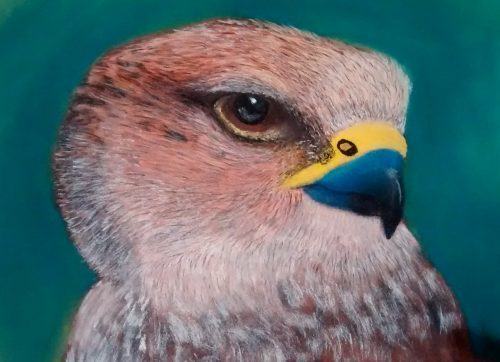 Falcon pastels drawing portrait picture