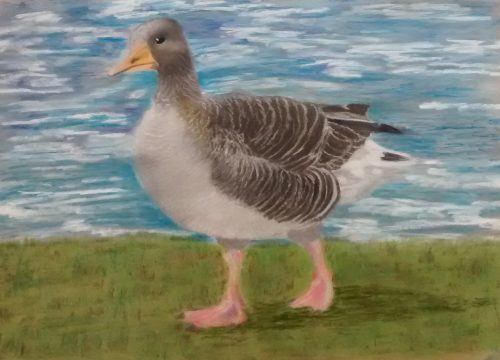 Greylag Duck pastels drawing portrait picture