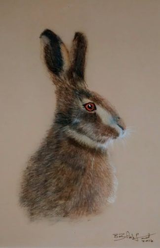Hare Rabbit pastels drawing portrait picture