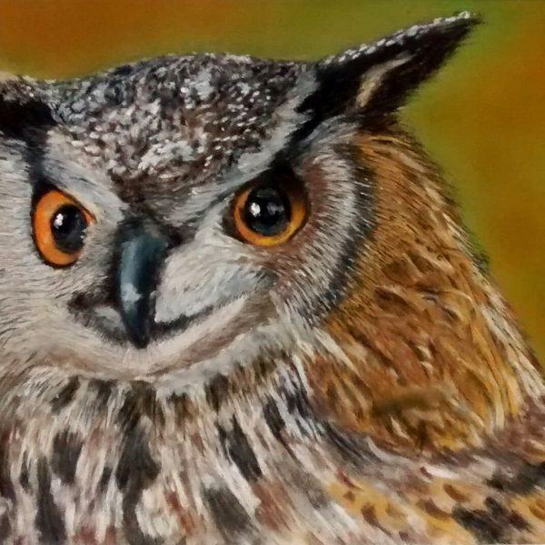 Honed Eared Owl pastels drawing portrait picture